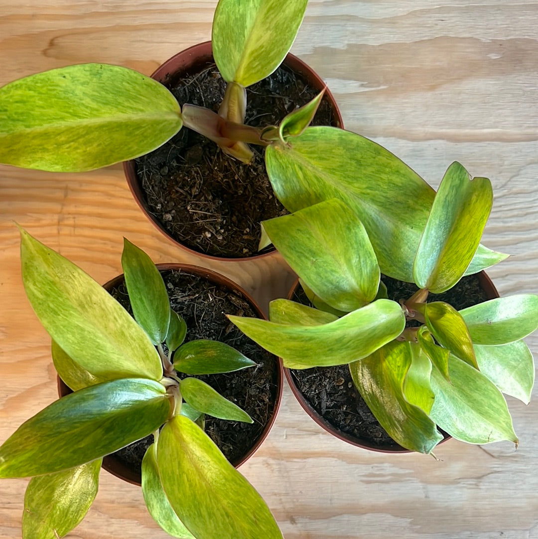philodendron quad color Philodendron Quad Color – Plant Gather