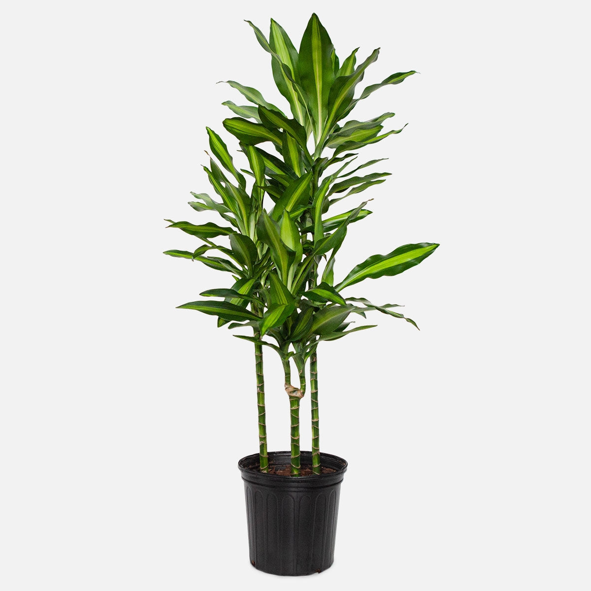 Dracaena fragrans steudneri