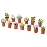 Succulents - Assorted