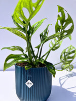 Monstera Adansonii