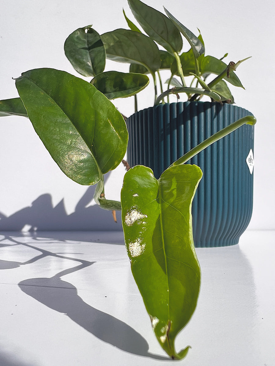 Epipremnum Pinnatum Green – Plant Gather