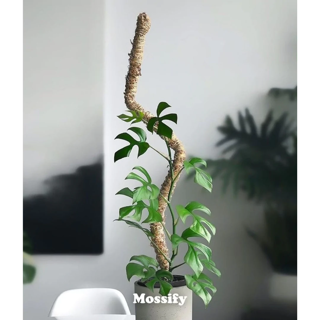 The Bendable Moss Pole For Climbing Plants Plant Gather