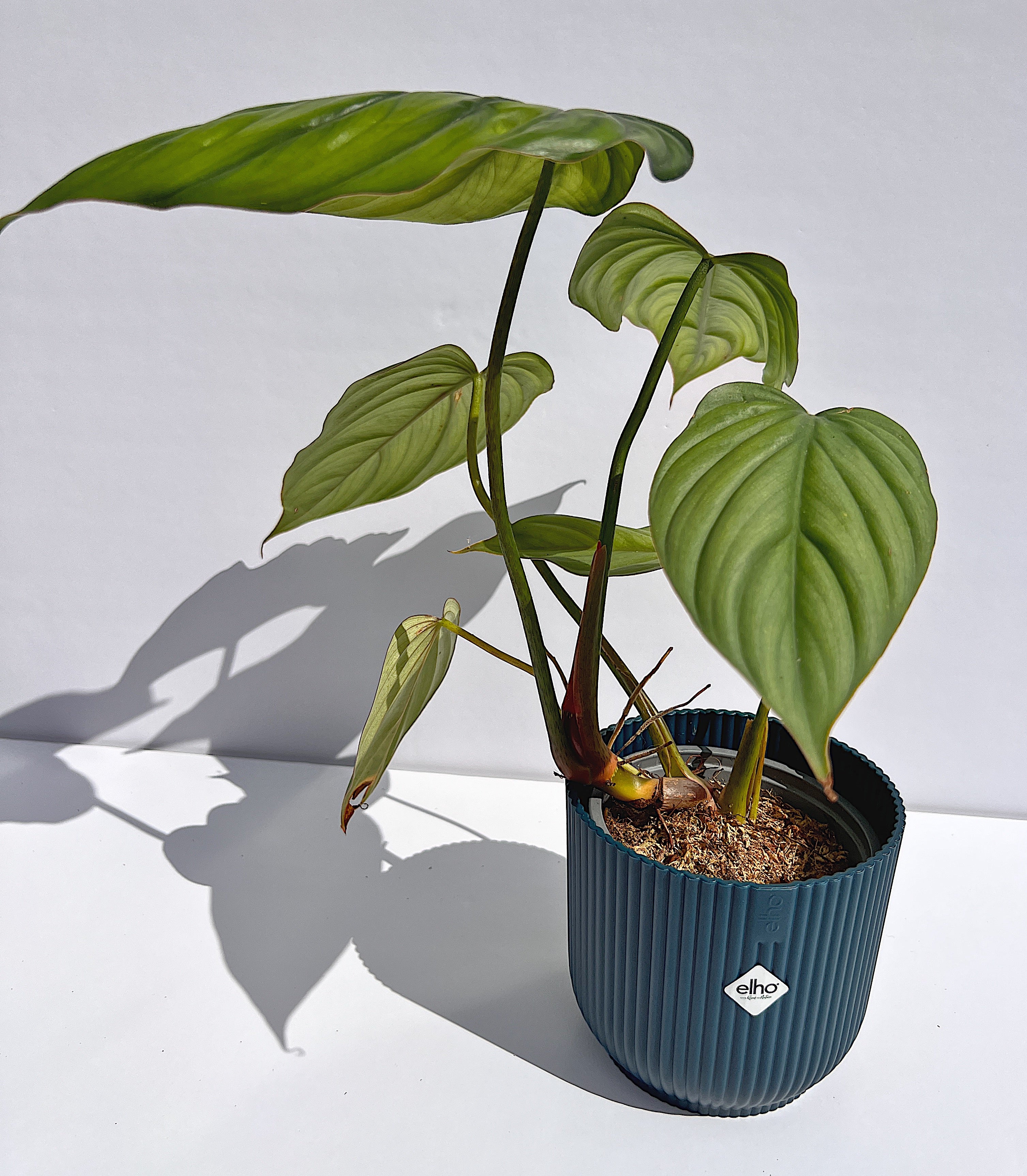Philodendron sp Colombia/silver – Plant Gather Philodendron sp Colombia/silver – Plant Gather