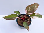 Philodendron erubescens - Pink Princess