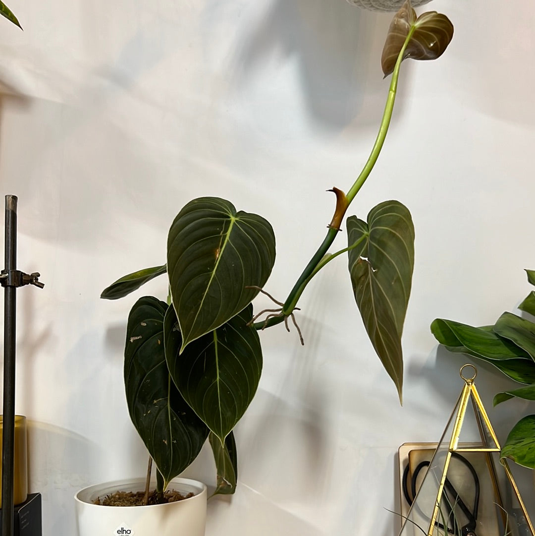 2 Leaf rooted cutting - Philodendron Melanochrysum