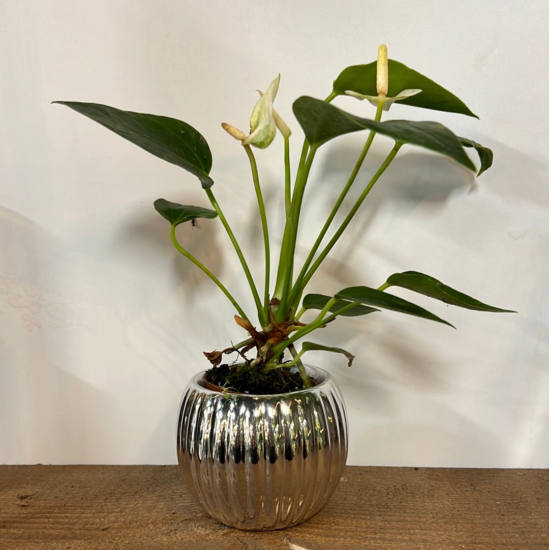 2" Ornamental Balls - Planter