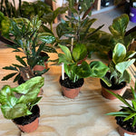 2" Assorted Tropicals