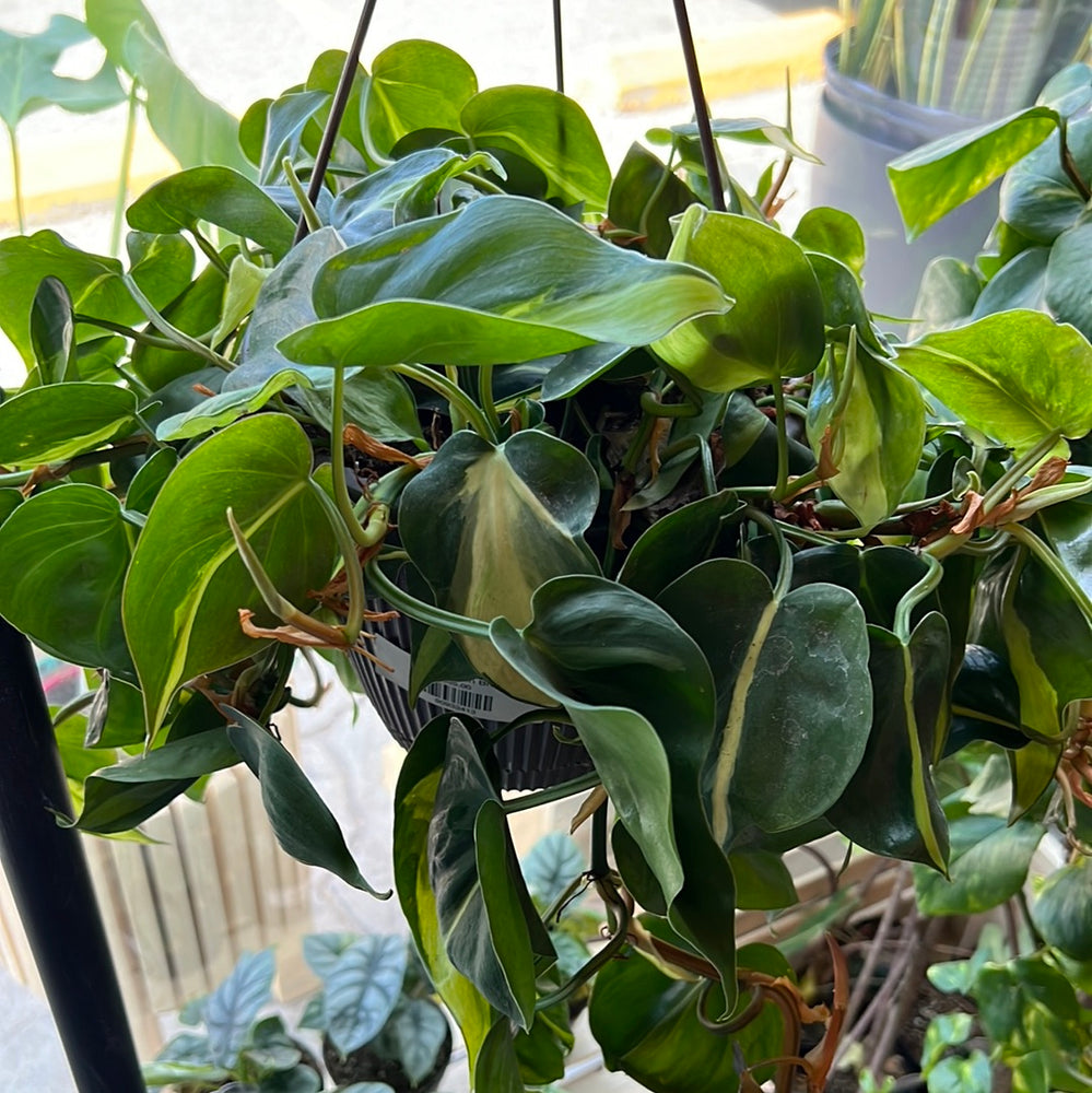 
                  
                    Philodendron hederaceum - Brasil
                  
                