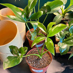 Philodendron goeldii - Nobel