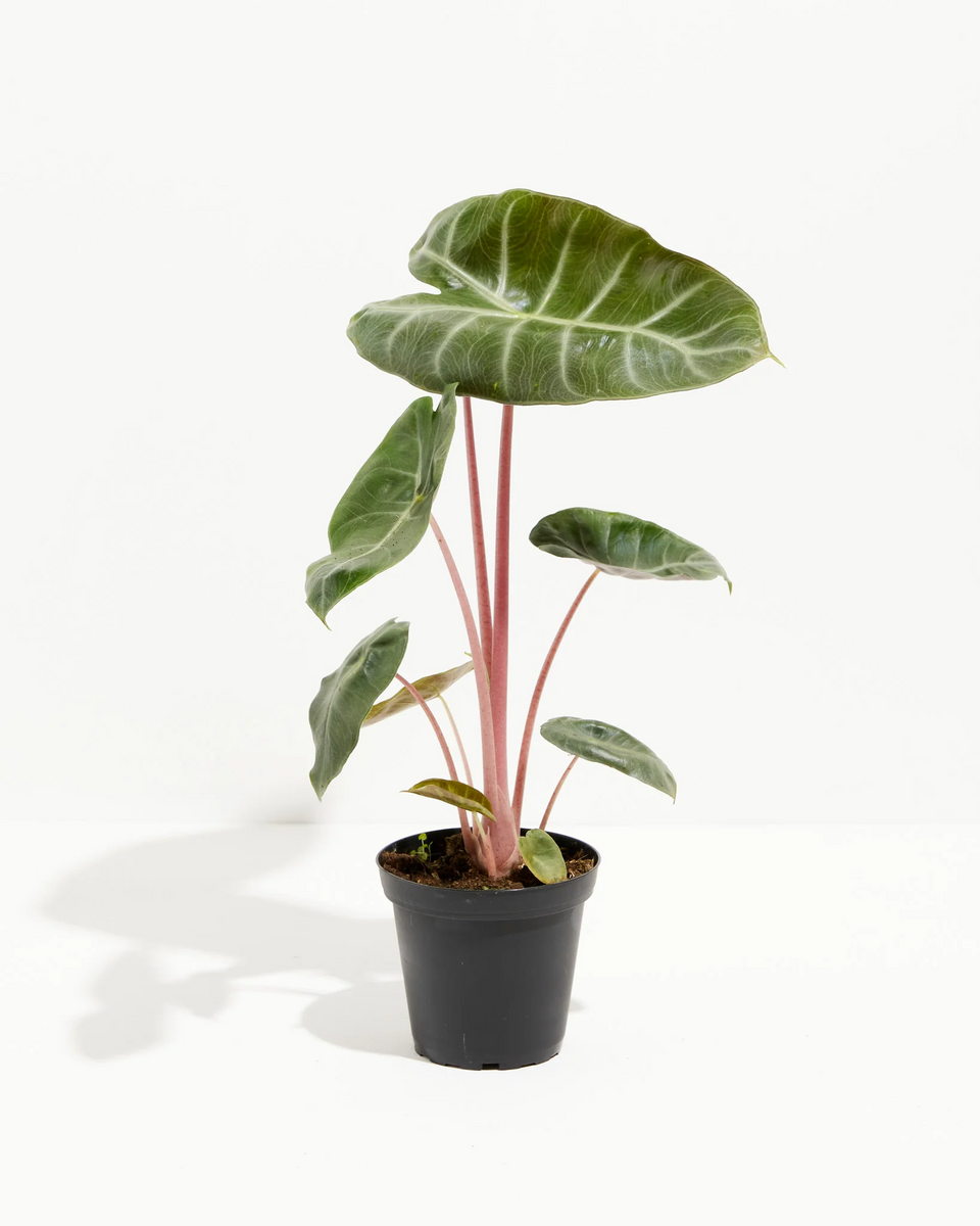 Alocasia Pink Dragon – Plant Gather Alocasia Pink Dragon – Plant Gather