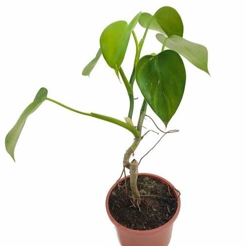 Philodendron Microsticum