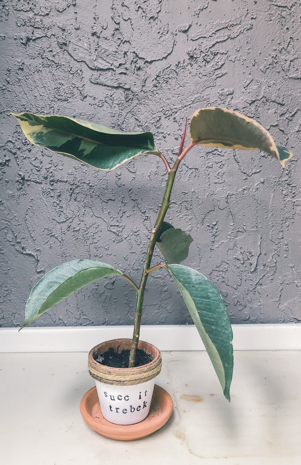 Rubber Plant Curling