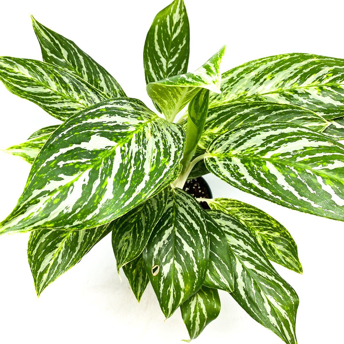 Aglaonema Golden Madonna - Chinese Evergreen