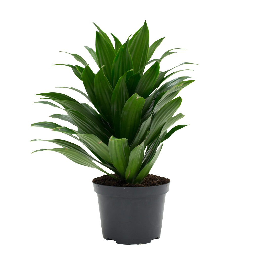 Dracaena deremensis - Janet Craig