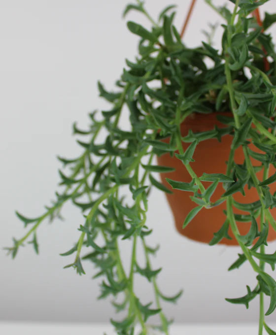 Dendrophorbium peregrinum - string of dolphins