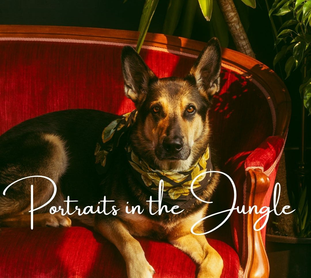 Portraits in the Jungle - September 12th 2026