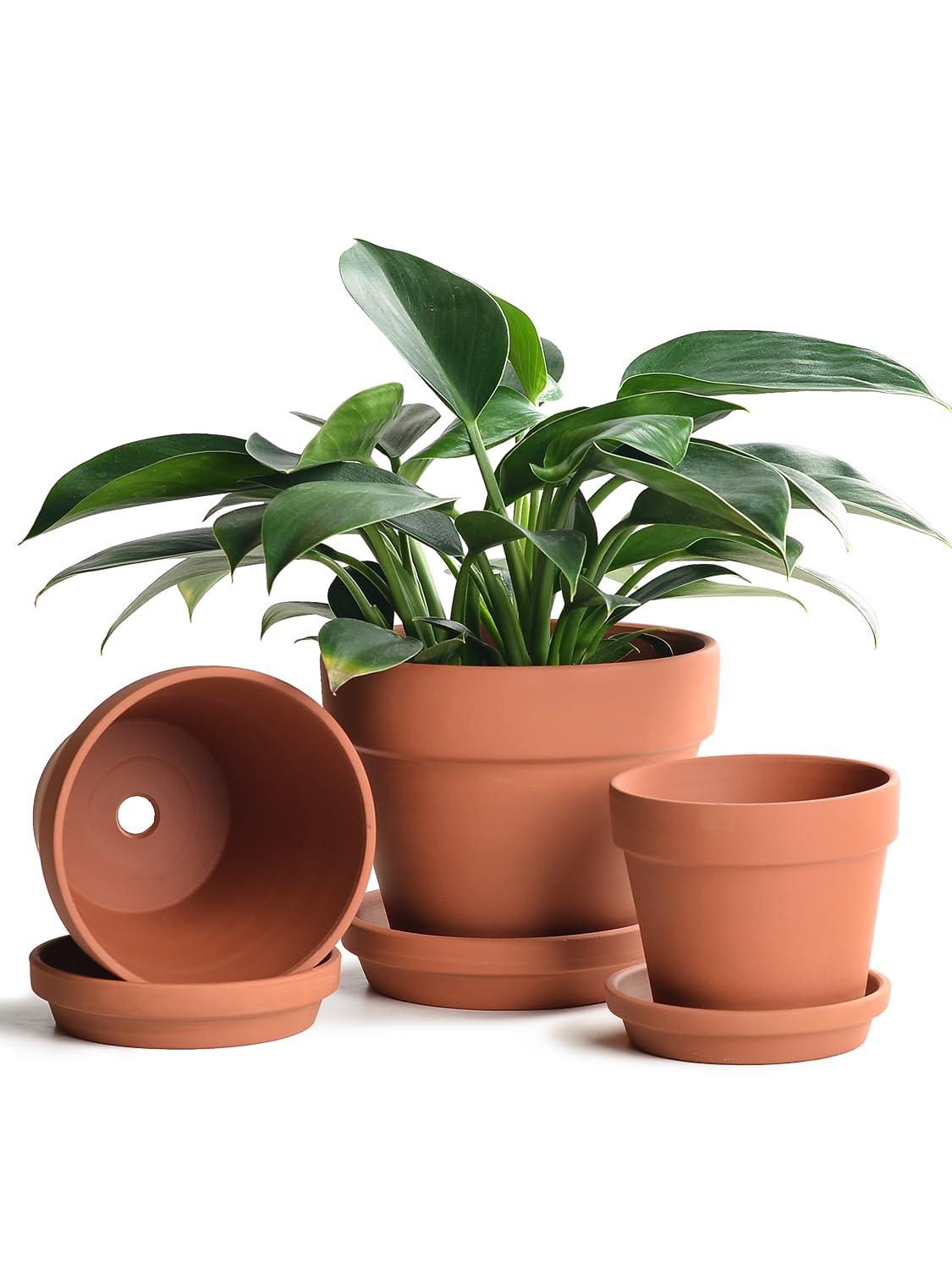 Terracotta Clay Pot