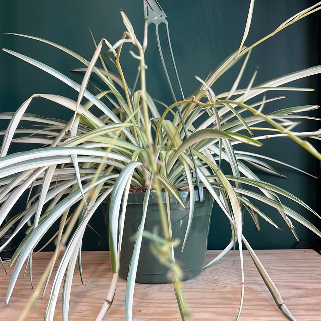 Chlorophytum comosum - Spider plant