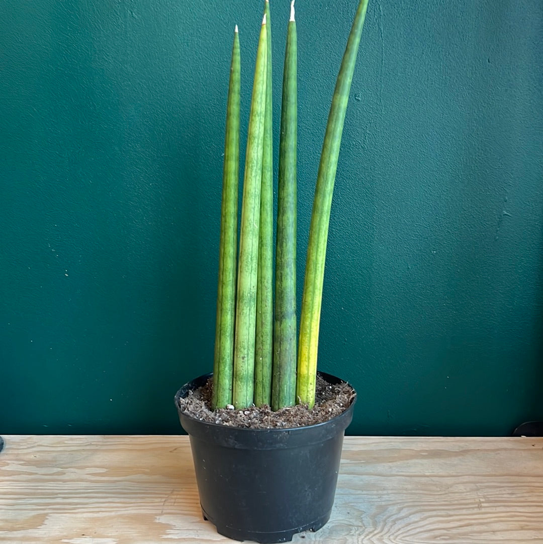 Dracaena angolensis - Cylindrical Snake Plant