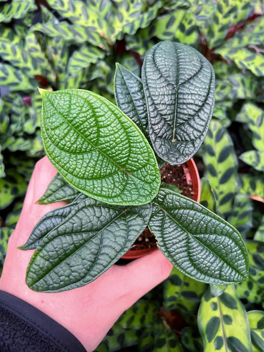 Piper parmatum