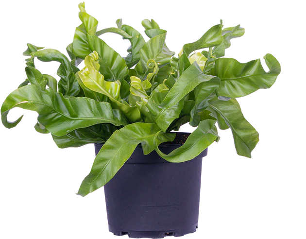 Asplenium antiquum - Hurricane Bird's Nest Fern