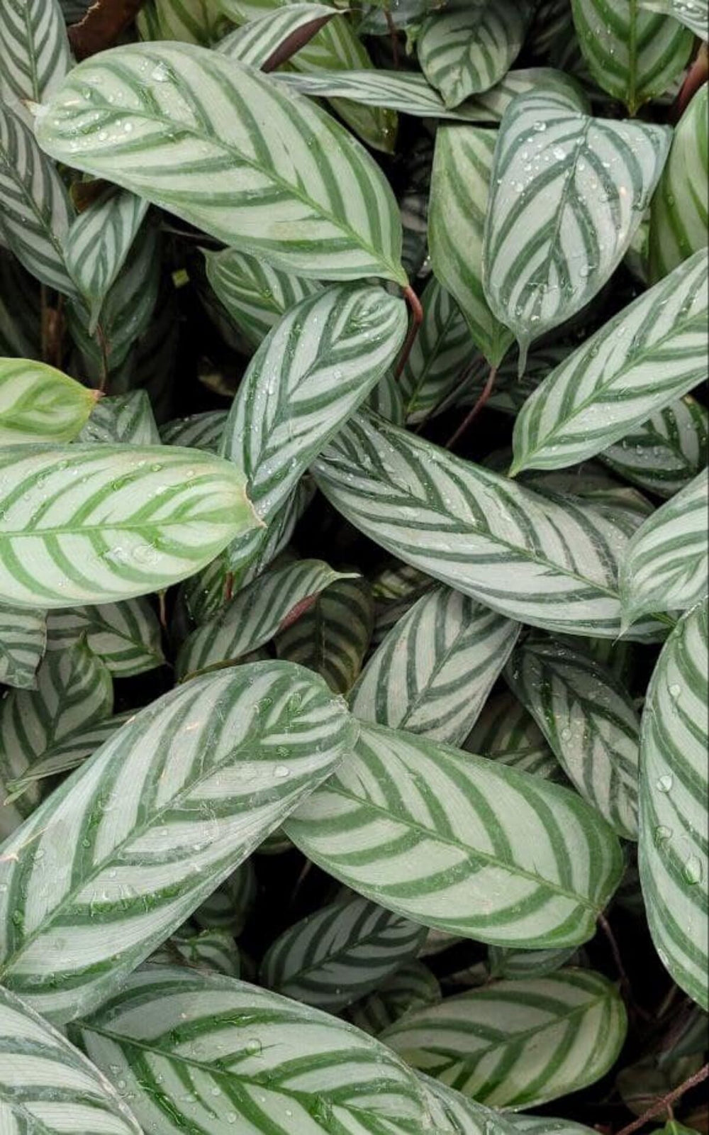 Calathea bachemiana - Goeppertia bachemiana