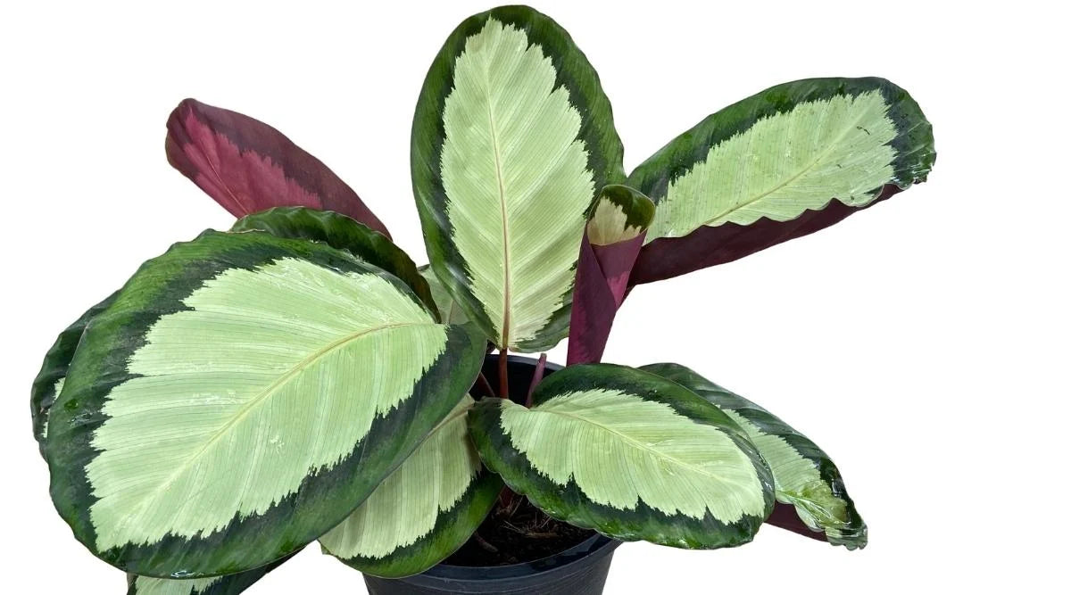Calathea Roseopicta