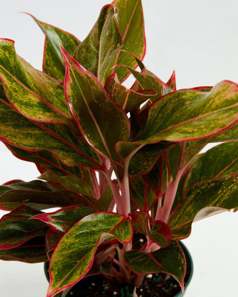 Aglaonema Red Siam - Chinese Evergreen