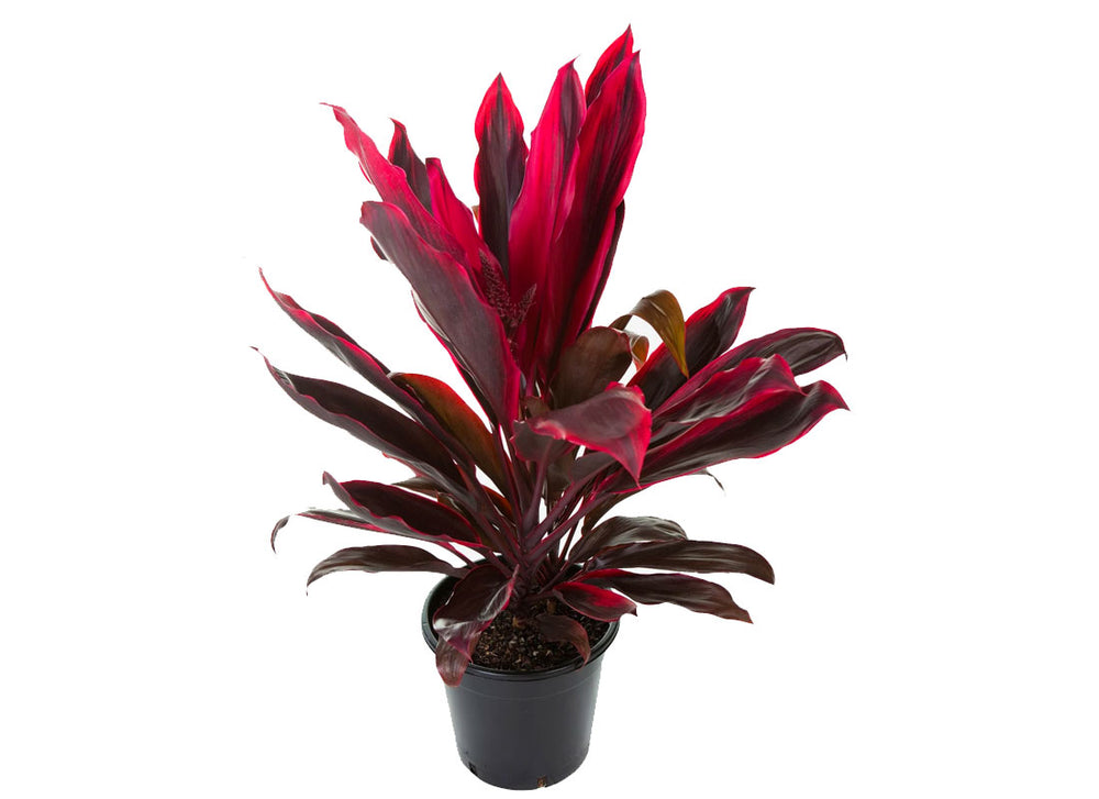 Cordyline Red Sister