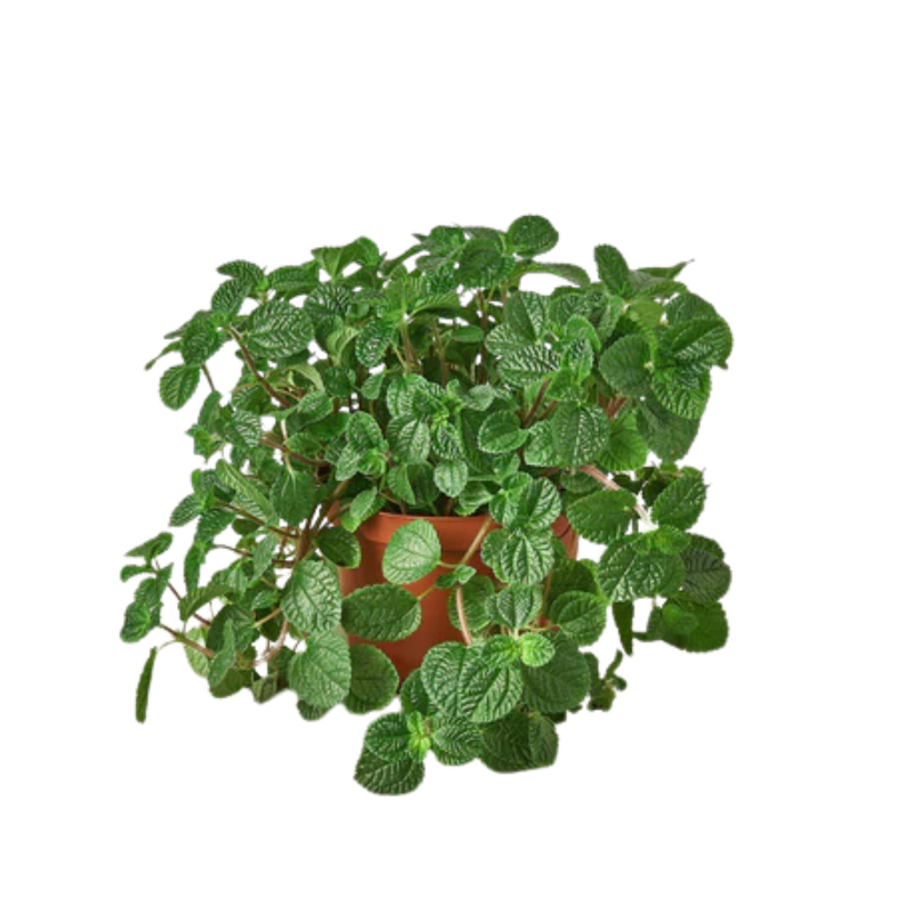 Pilea nummulariifolia - Birdsnest Crinkle