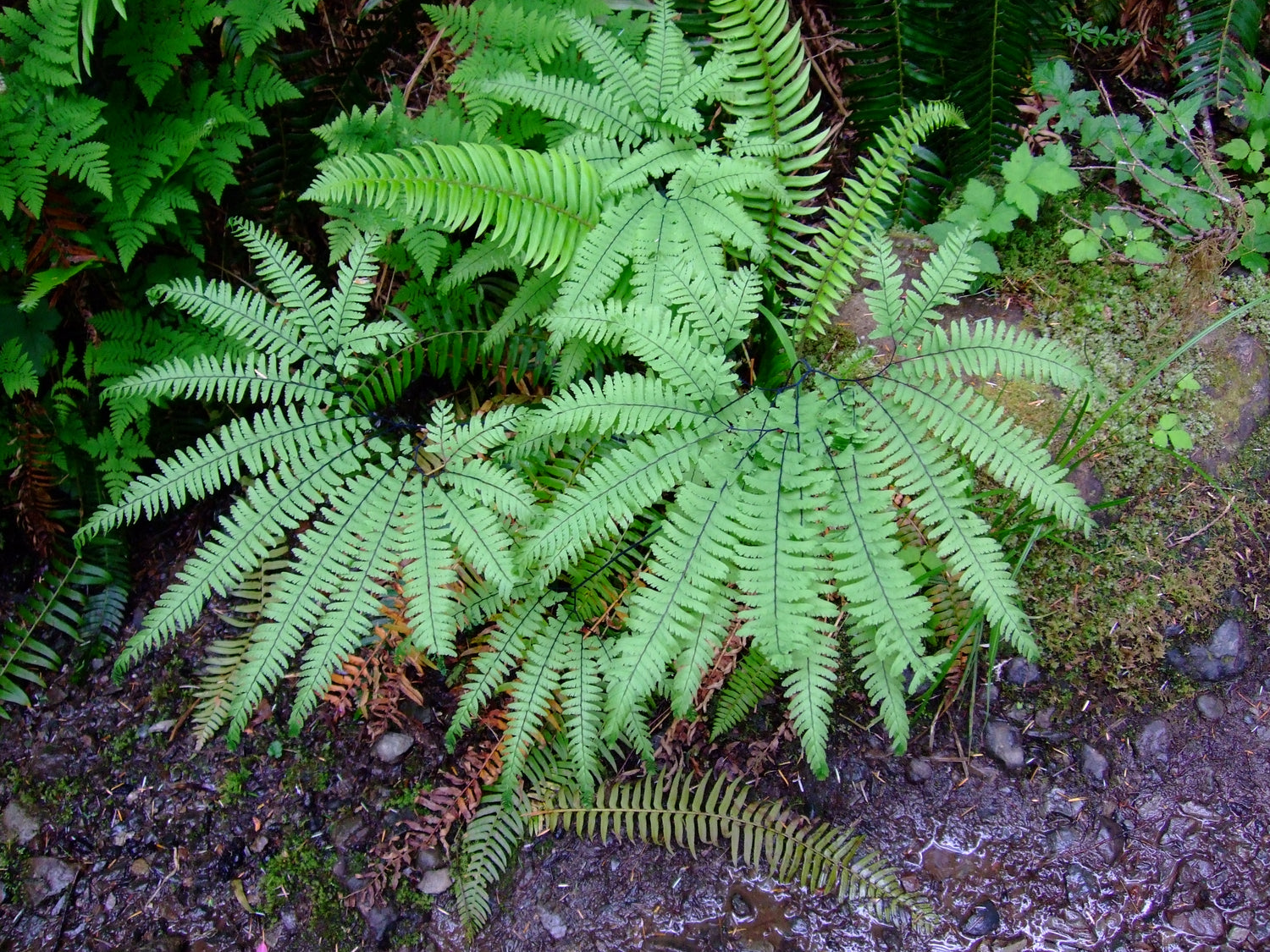 Adiantum viridimontanum — Green Mountain maidenhair fern