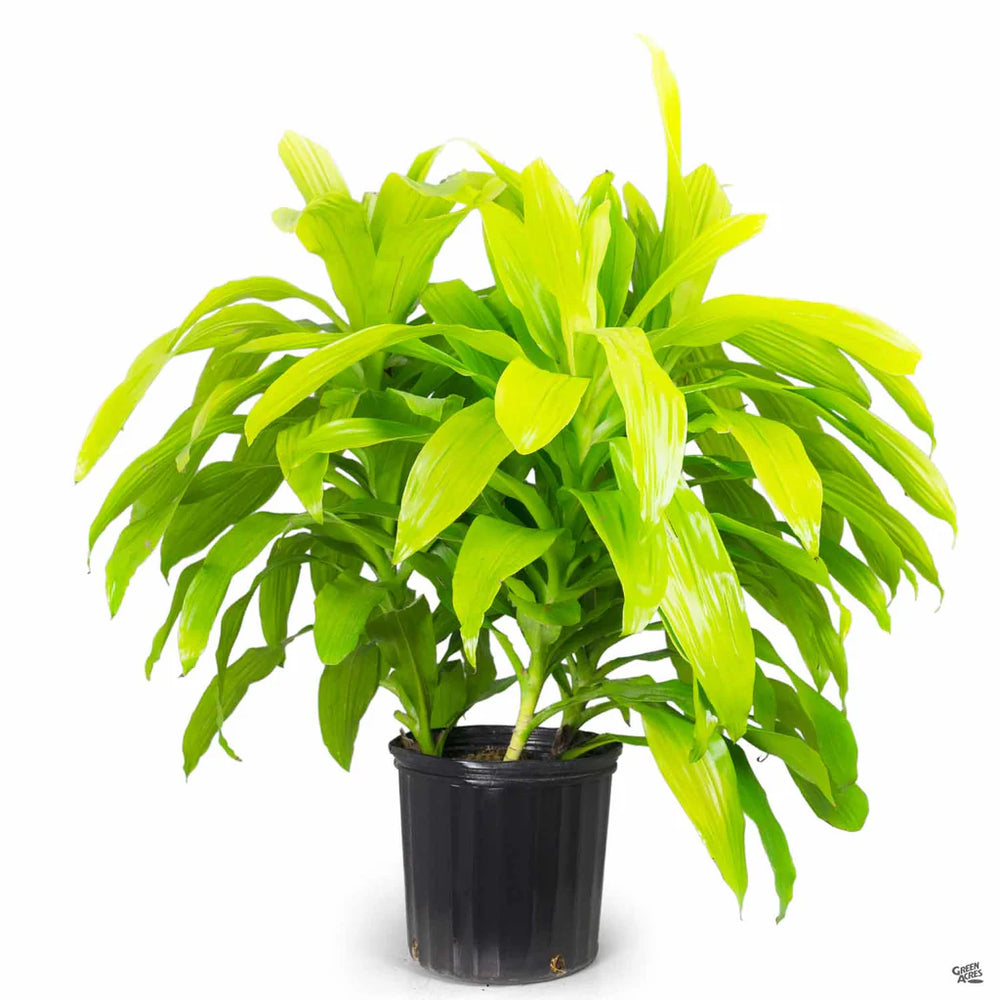 Dracaena fragrans - Limelight