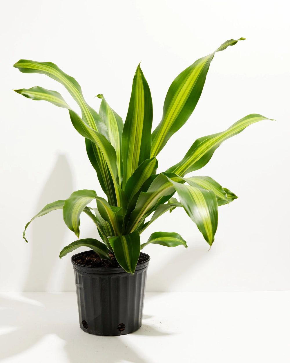 Dracaena fragrans - Golden Coast