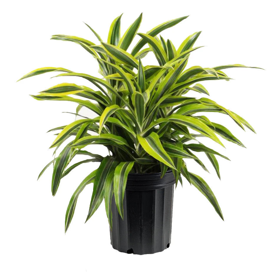 Dracaena Warneckii - Lemon Lime