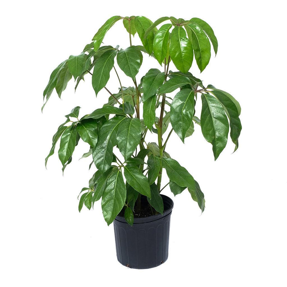 Schefflera amate