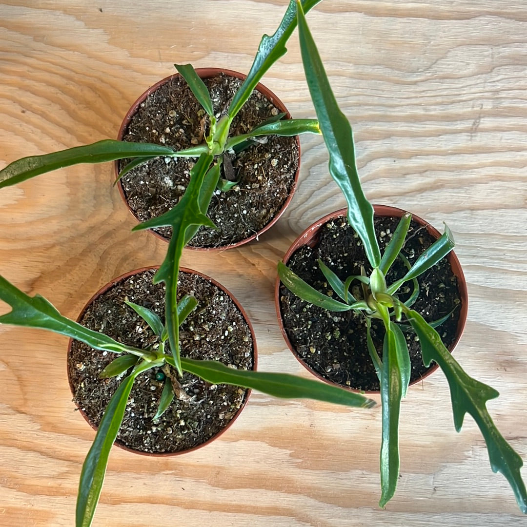 Philodendron tortum