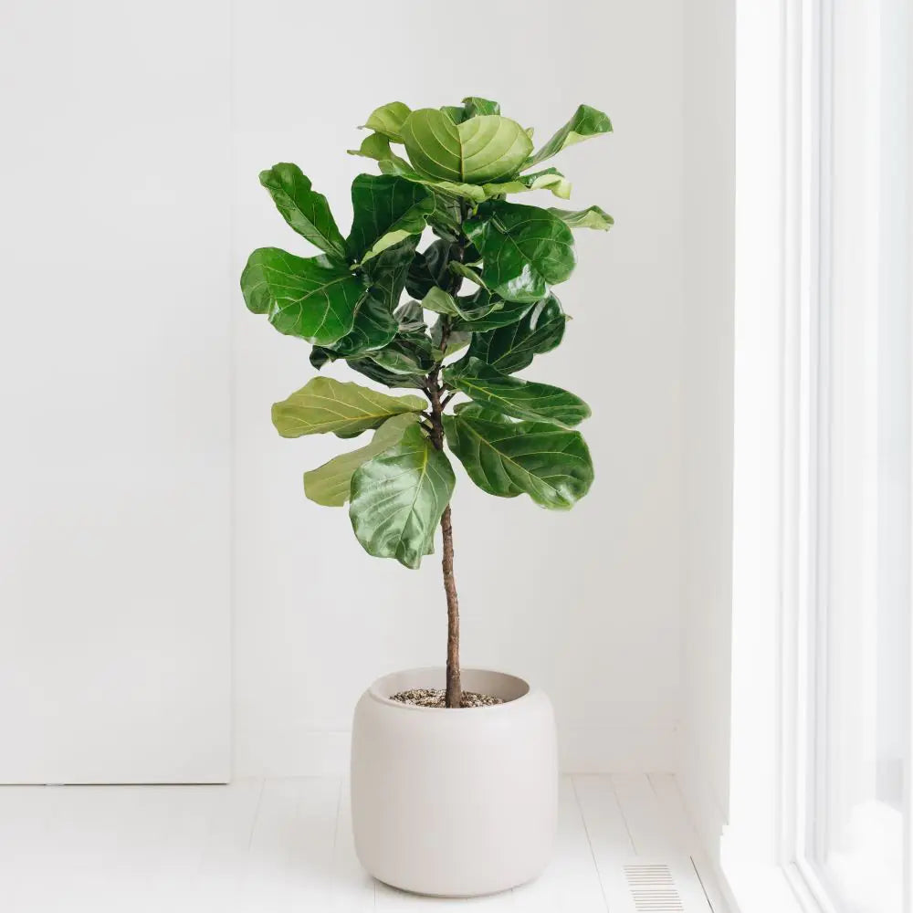 Ficus lyrata - Fiddle Leaf Fig