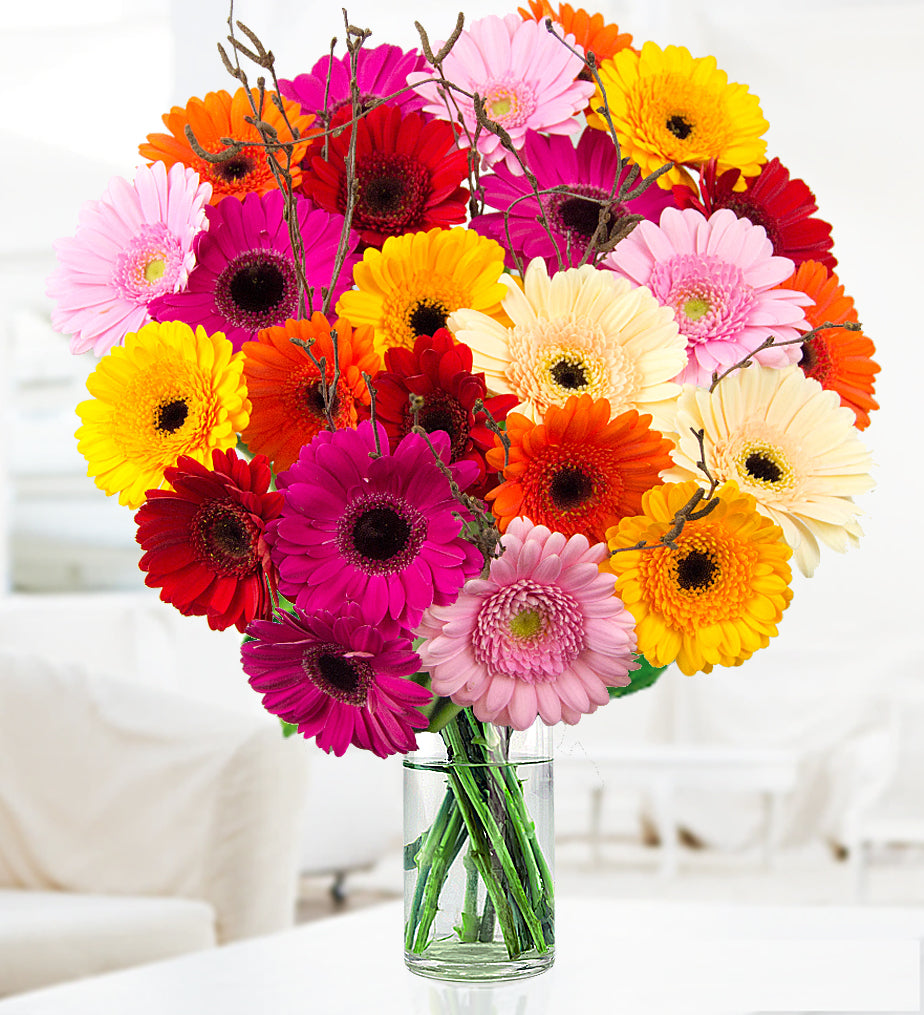 Germini Daisys cut flowers