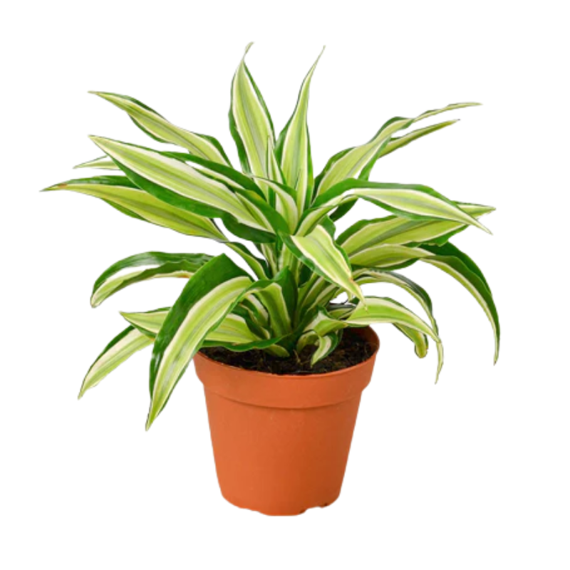 Dracaena dremensis - Malaika