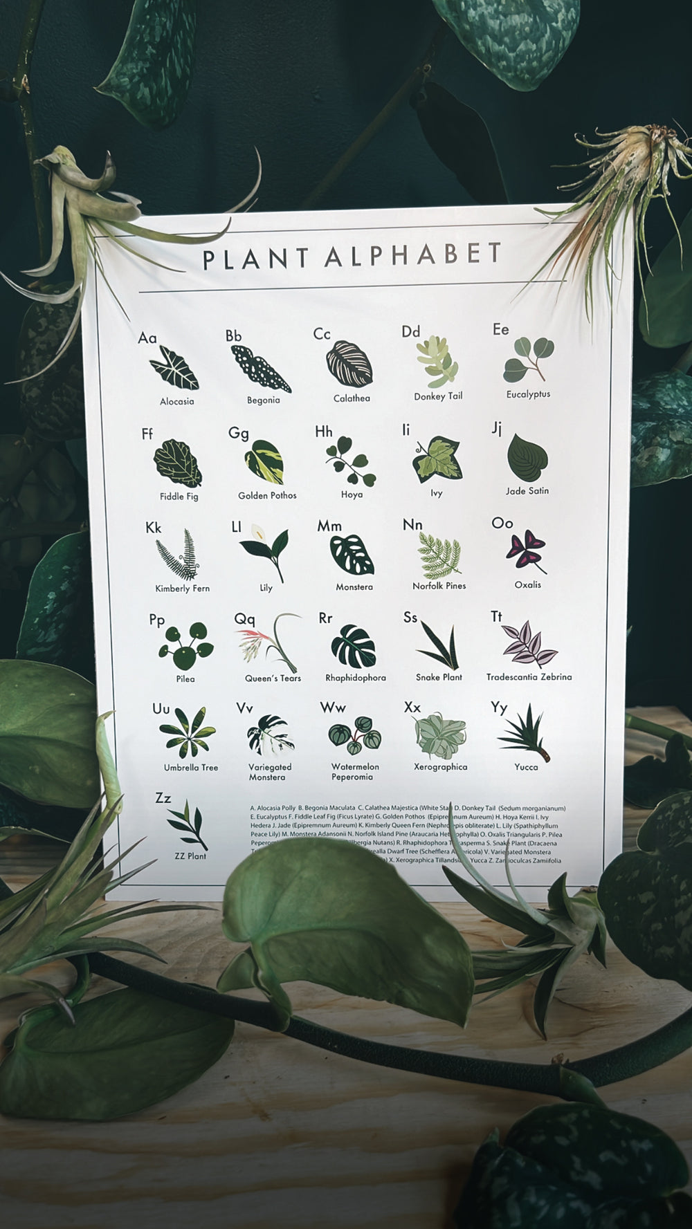 Plant Alphabet Print