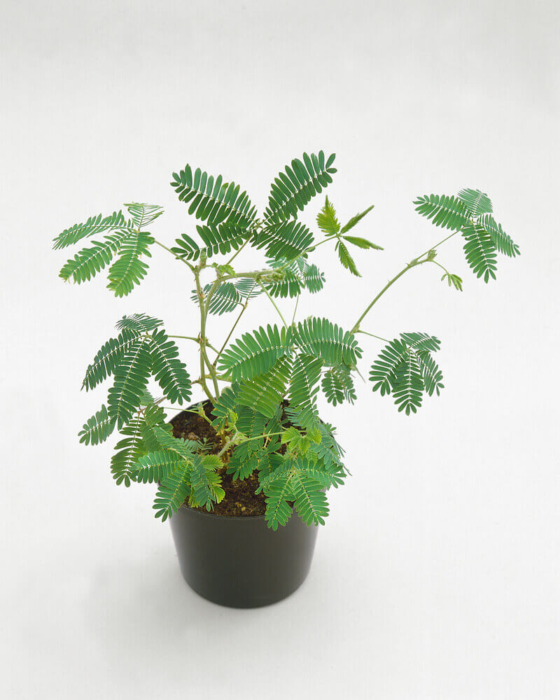 Mimosa pudica - Sensitive Plant