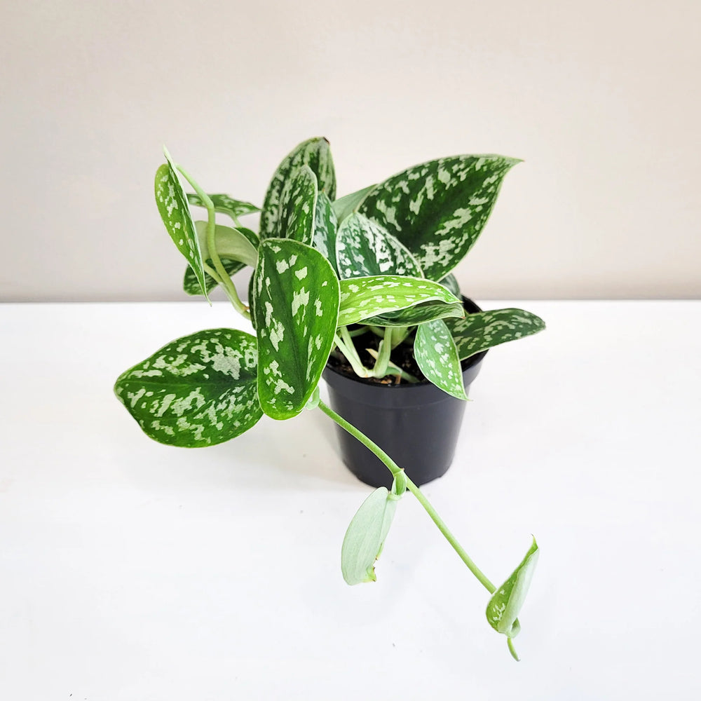 Scindapsus pictus - Satin Pothos Argyraeus