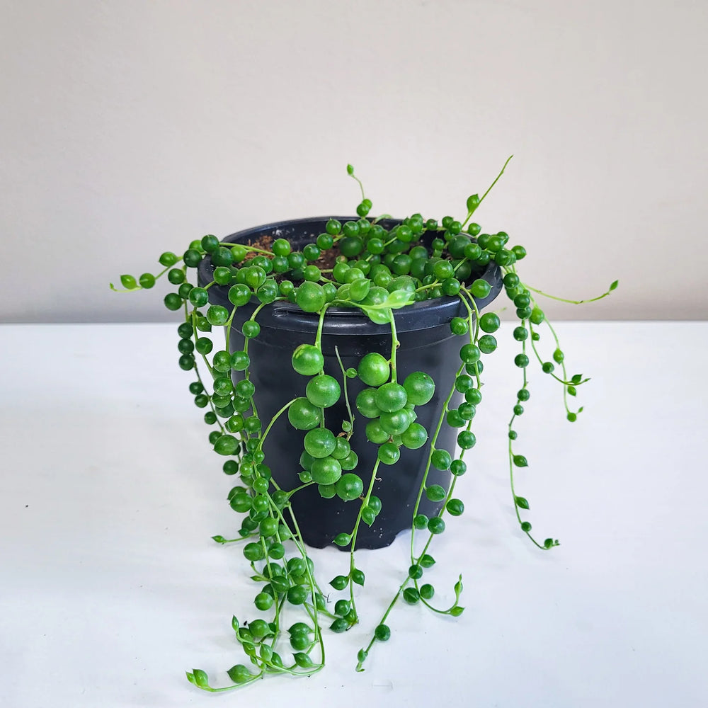 Senecio rowleyanus - String of Pearls