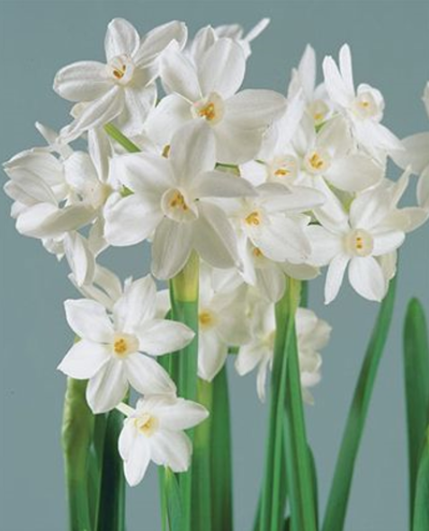 Paper White Narcissus