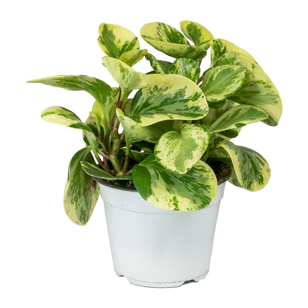 Peperomia Obtusifolia Marble