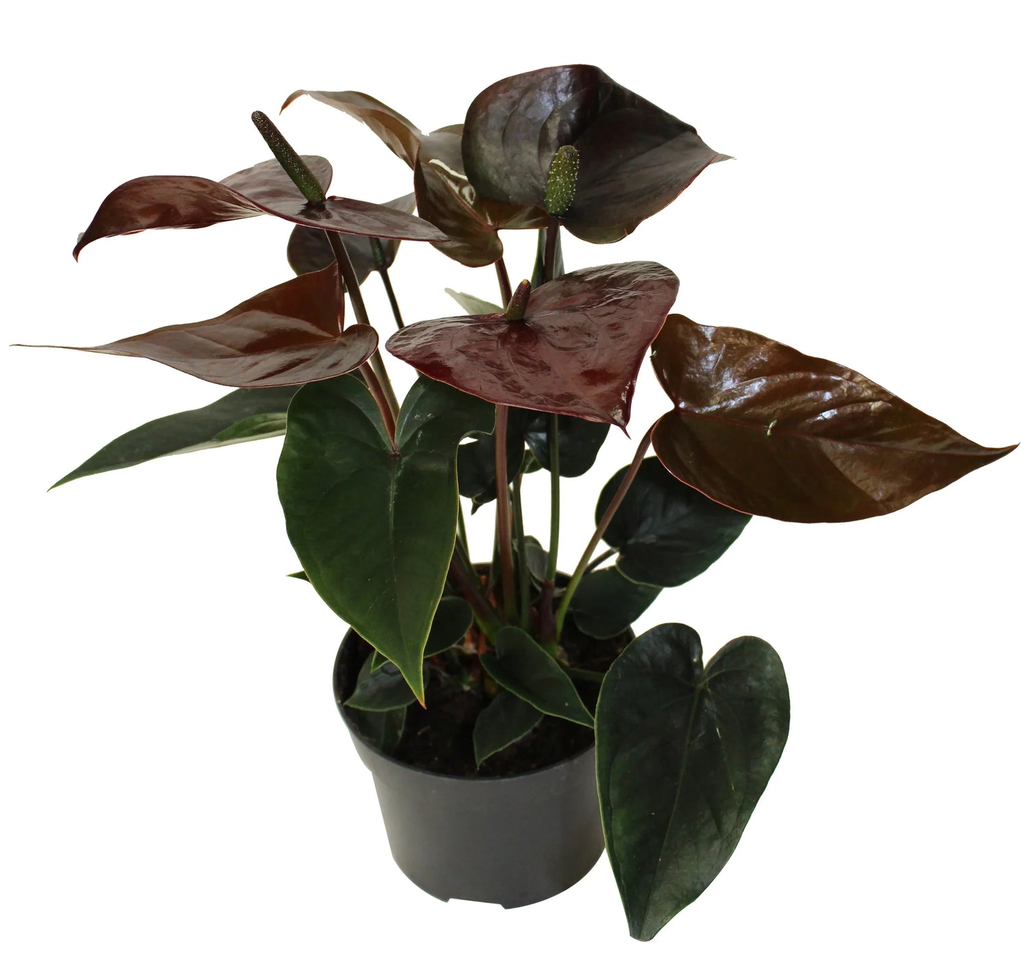 Anthurium andraeanum