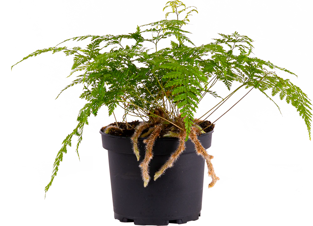 Davallia fejeensis - Rabbits Foot Fern