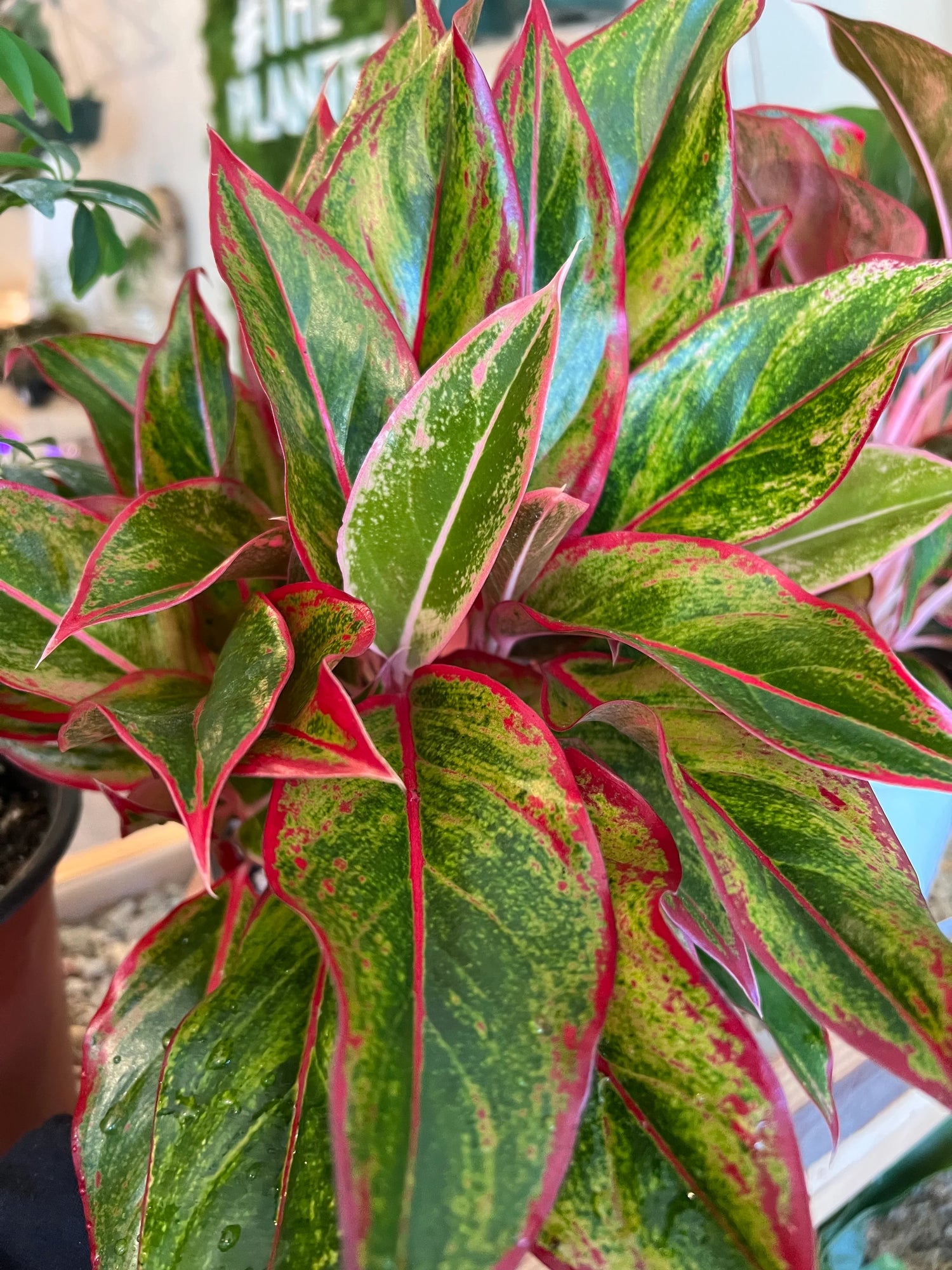 Aglaonema commutatum - Chinese Evergreen Red Siam