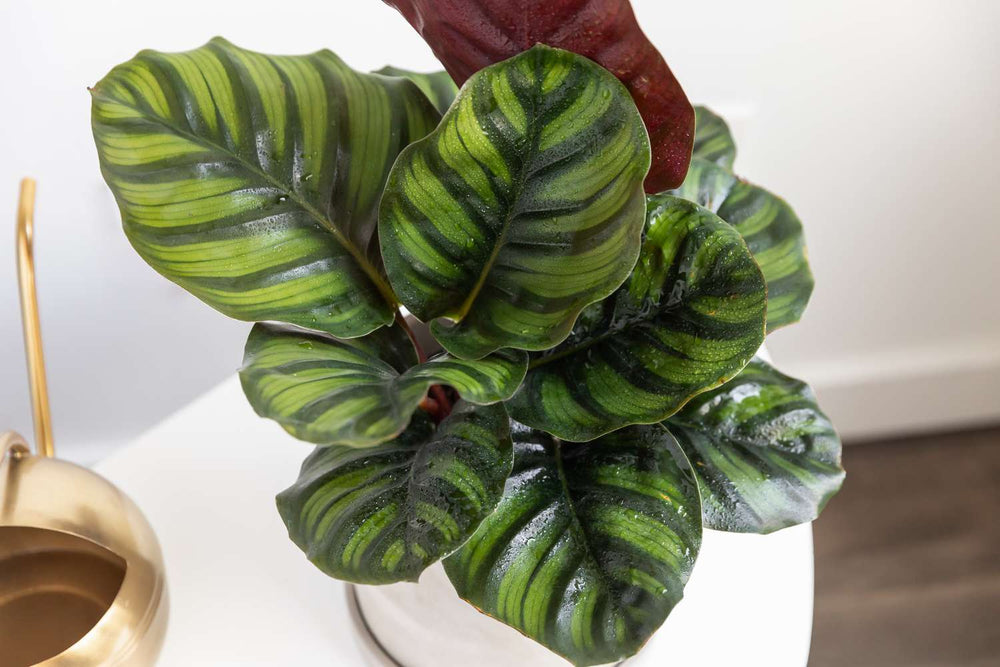 Calathea fasciata