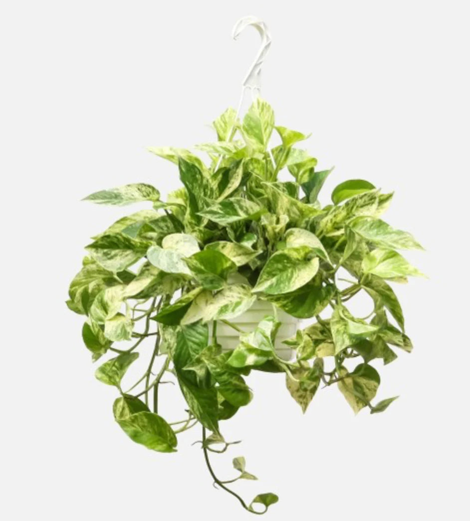 Epipremnum aureum - Marble Queen Pothos